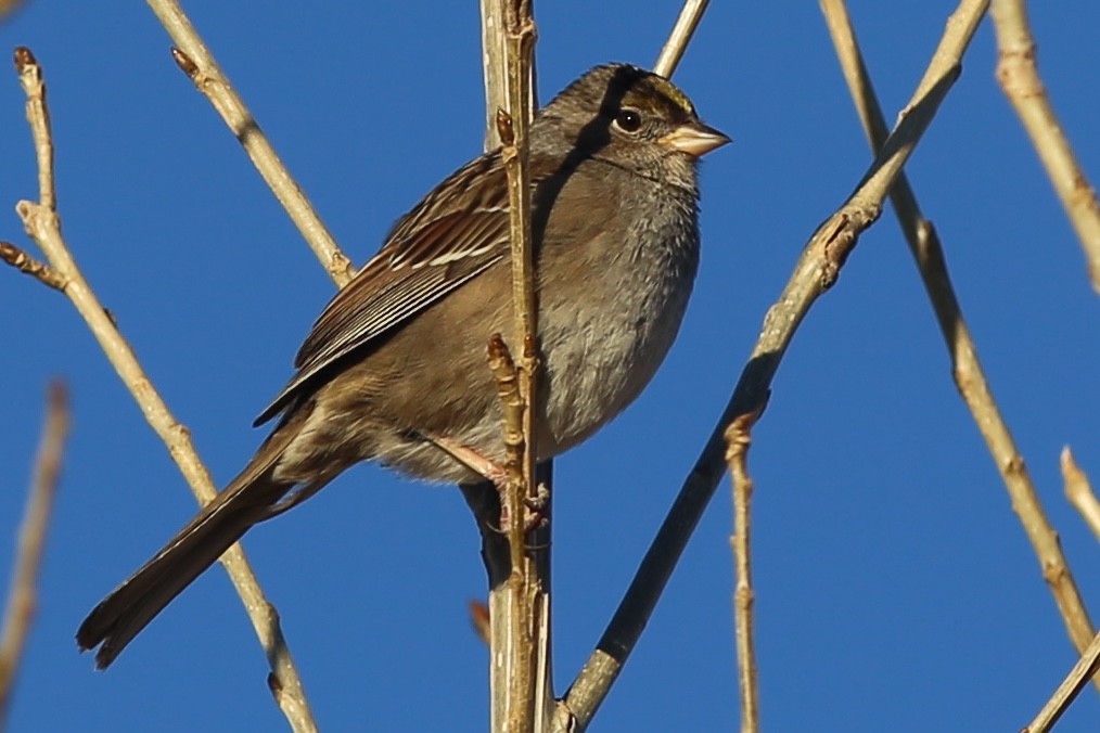 Golden-crowned Sparrow - ML77867731