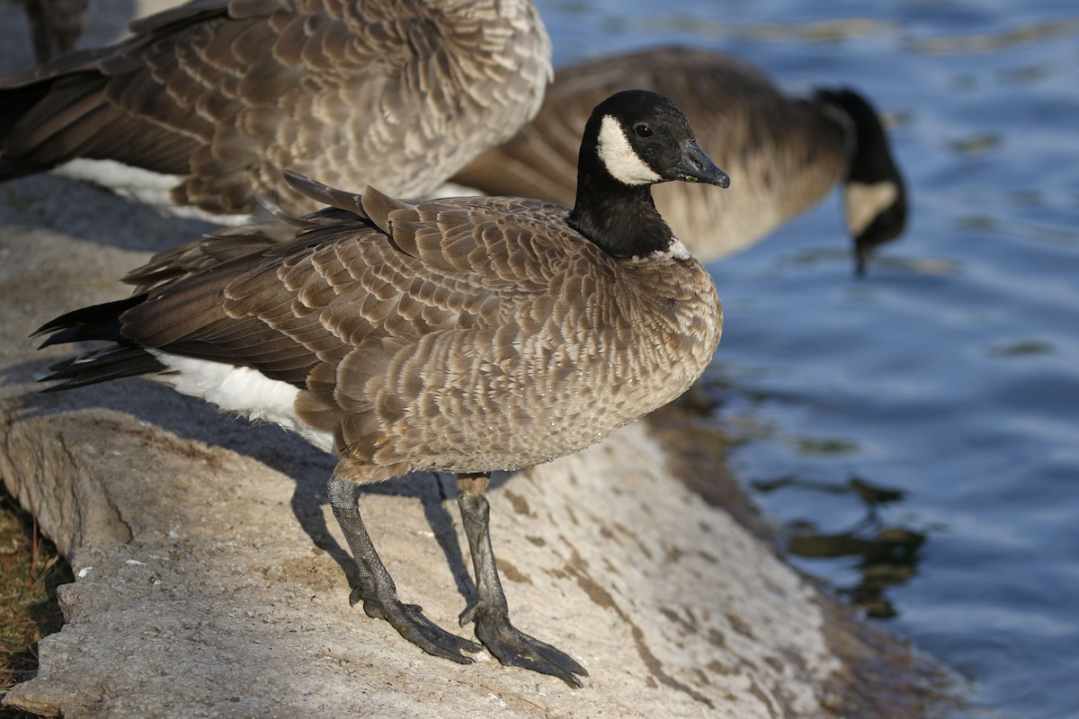 Cackling Goose (Aleutian) - ML77868691