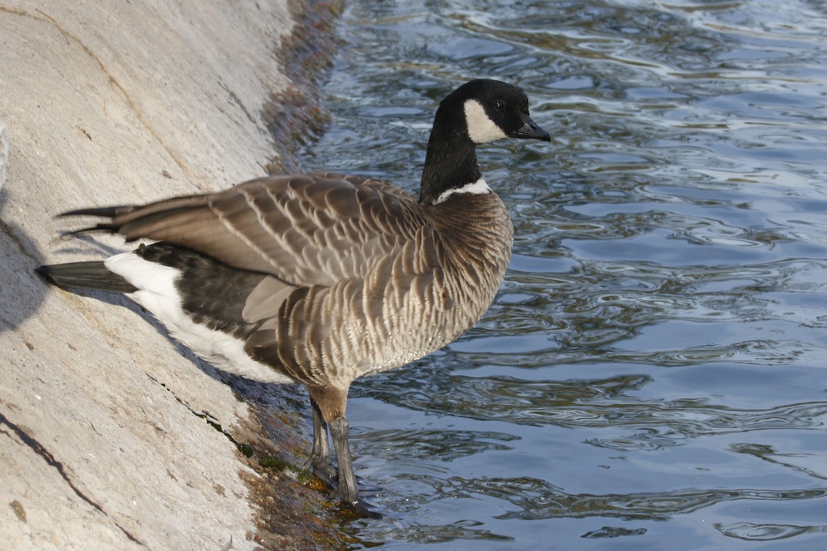 Cackling Goose (Aleutian) - ML77868701