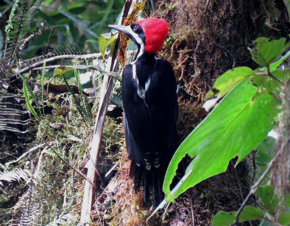 Powerful Woodpecker - Edison🦉 Ocaña