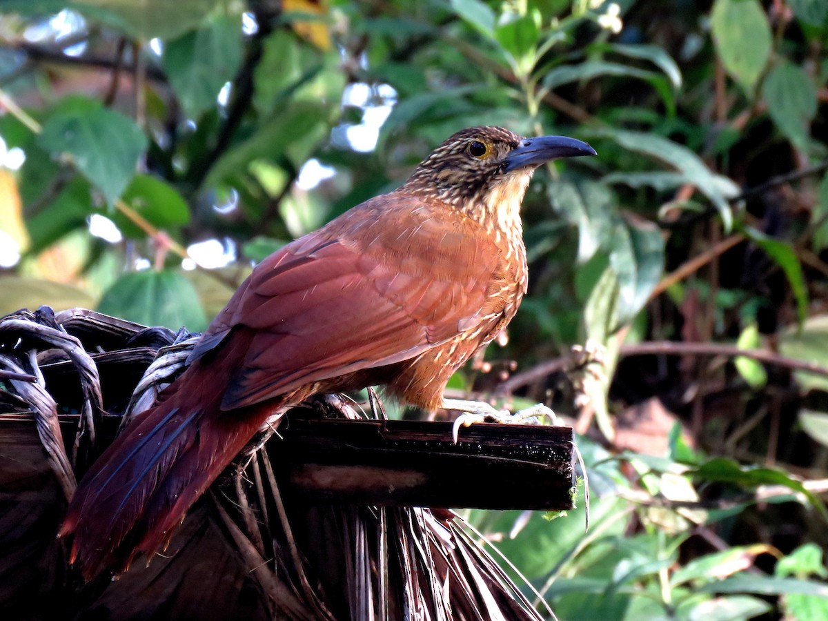 Strong-billed Woodcreeper - ML77869271
