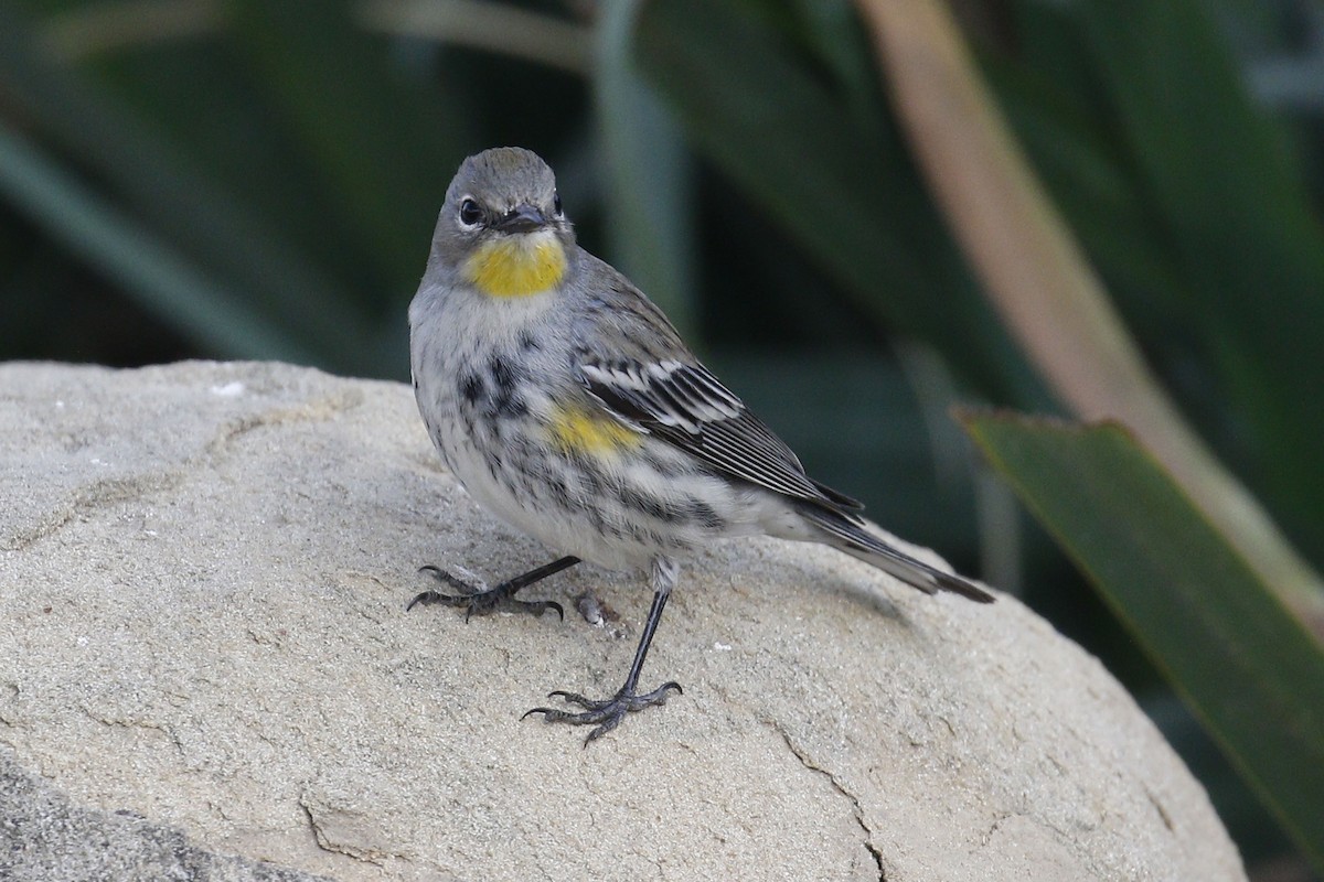Yellow-rumped Warbler (Audubon's) - ML77869341