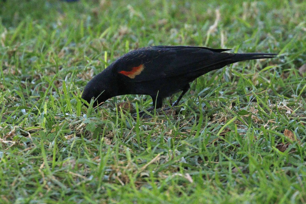 Red-winged Blackbird - ML77869371