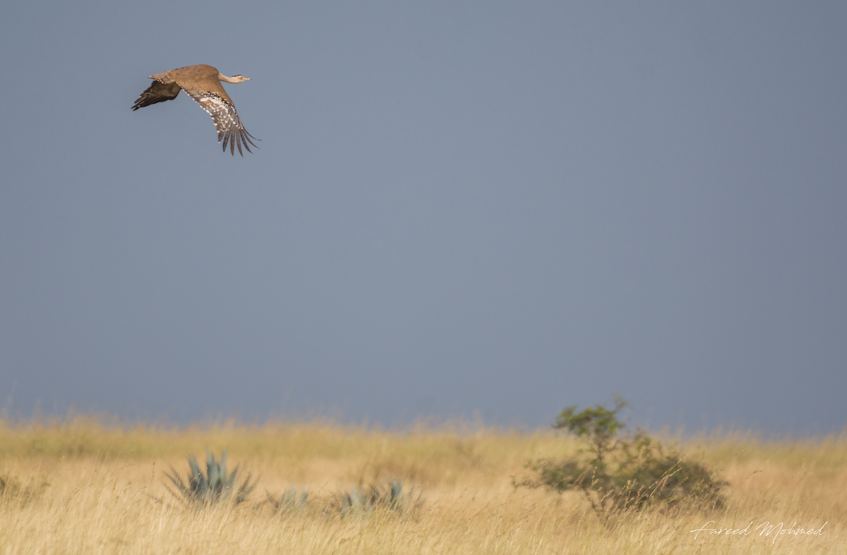 Great Indian Bustard - Fareed Mohmed