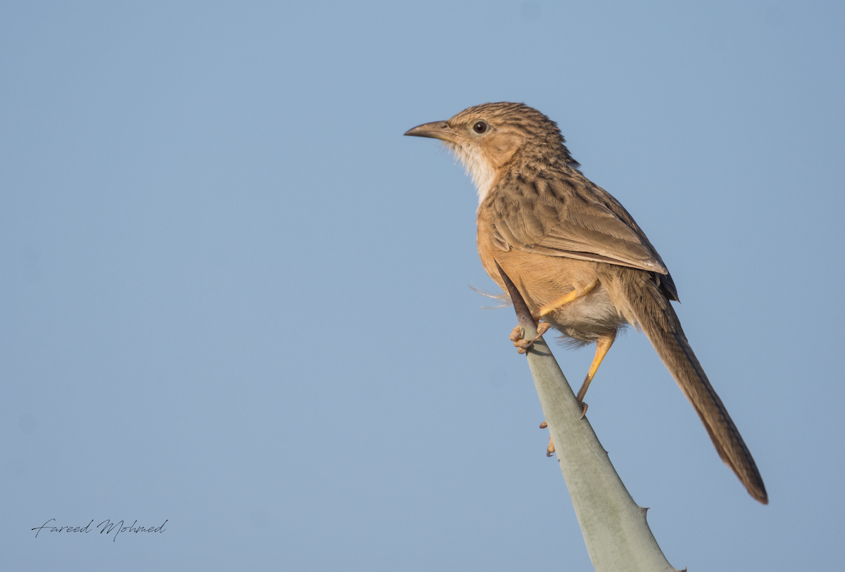 Common Babbler - Fareed Mohmed