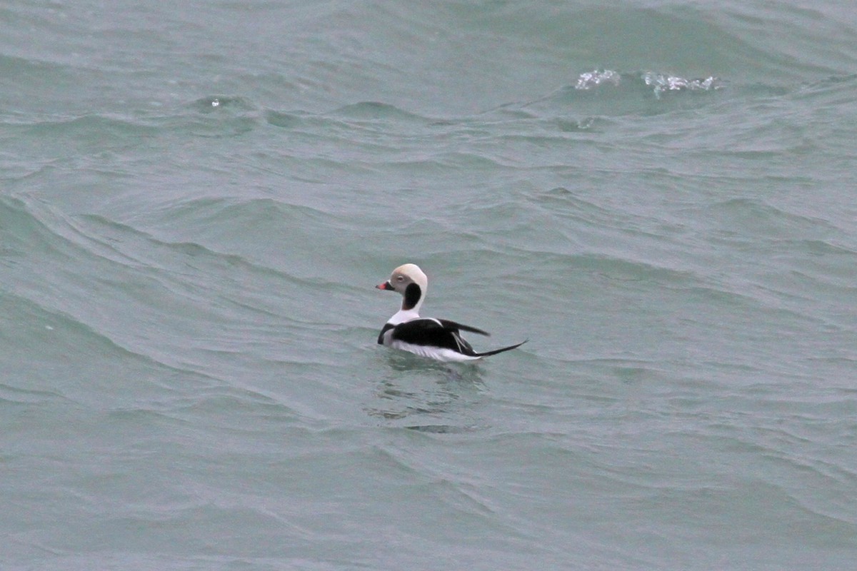 Long-tailed Duck - Geoffrey A. Williamson