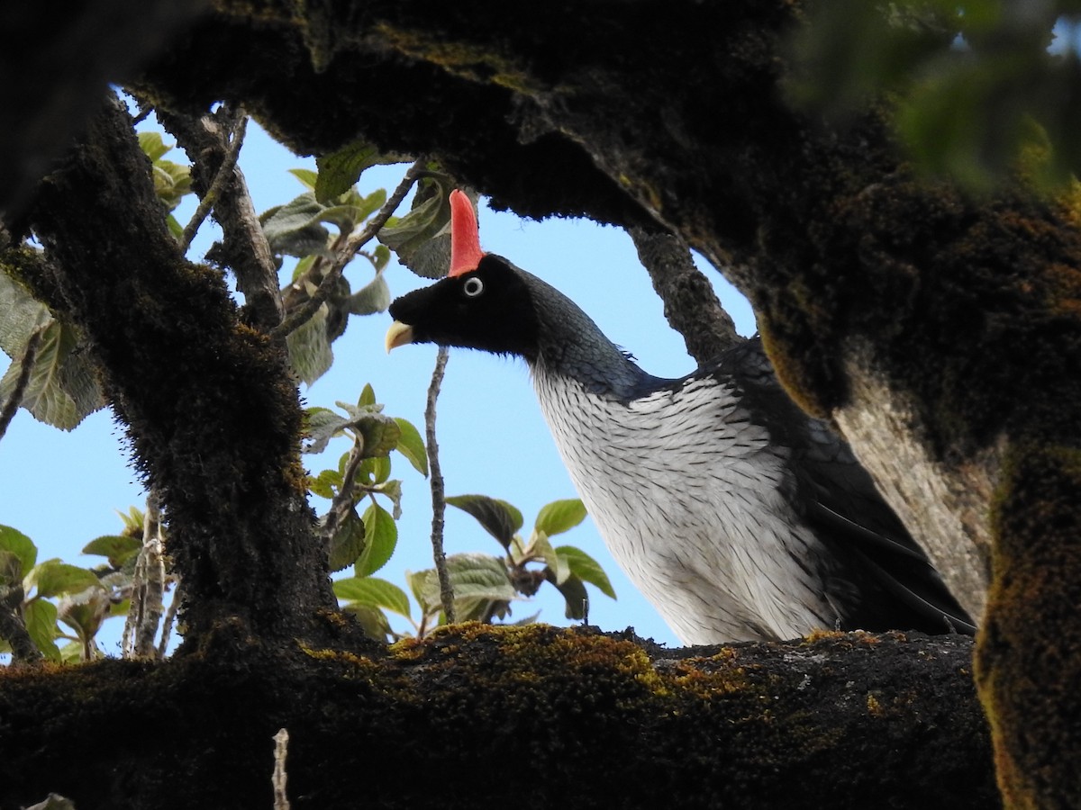 Horned Guan - Daniel Aldana | Ornis Birding Expeditions