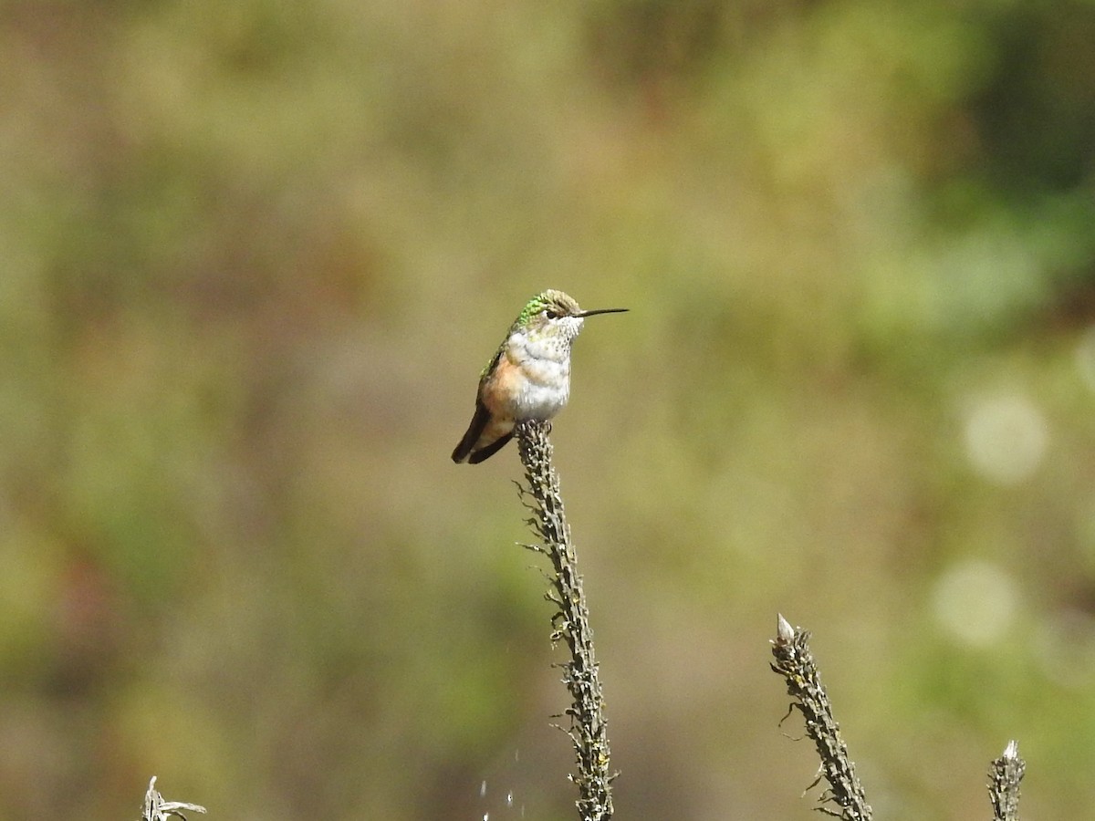 Wine-throated Hummingbird - Daniel Aldana | Ornis Birding Expeditions