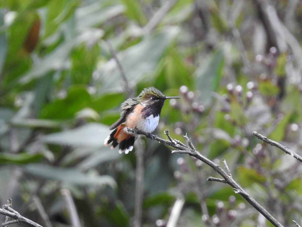 Wine-throated Hummingbird - Daniel Aldana | Ornis Birding Expeditions