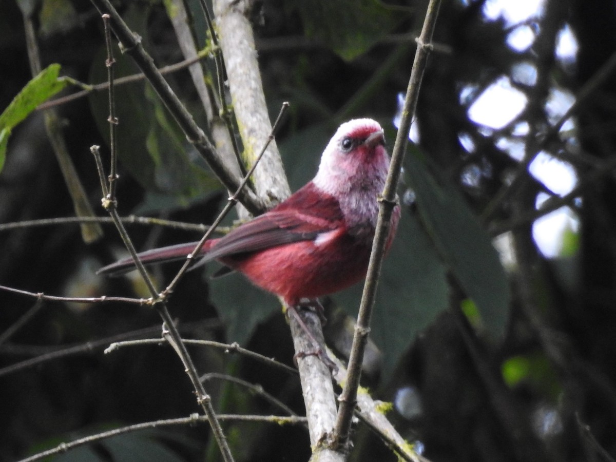 Pink-headed Warbler - ML77873461