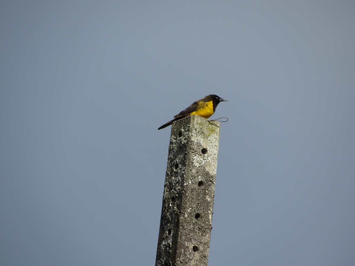 Yellow-rumped Marshbird - ML77873591