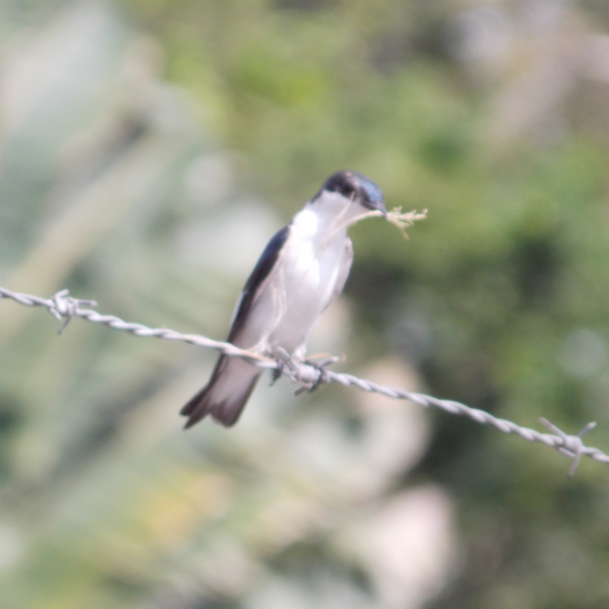White-winged Swallow - ML77874021