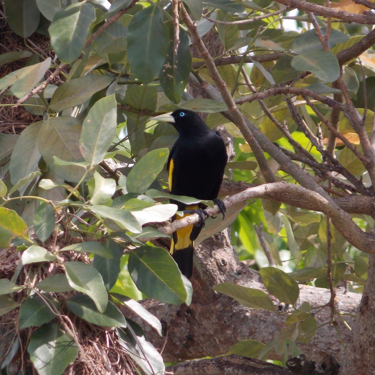 Yellow-rumped Cacique - ML77874221