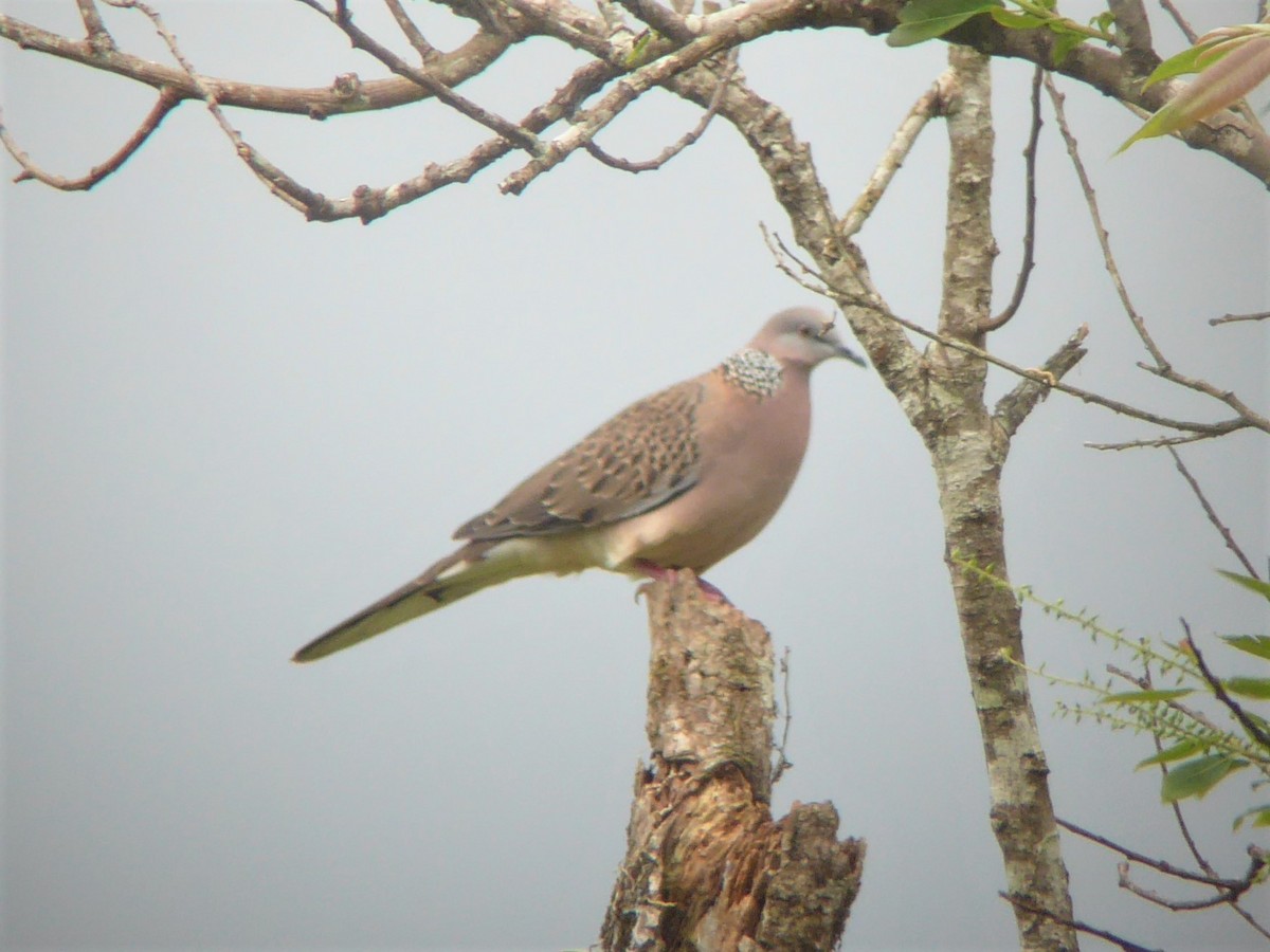 Spotted Dove (Eastern) - Martin Brookes