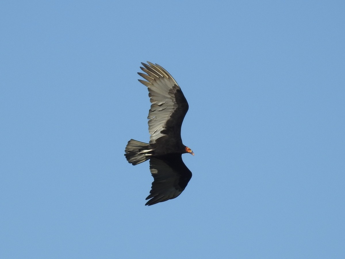 Lesser Yellow-headed Vulture - ML77876771
