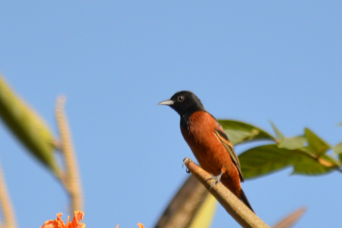 Orchard Oriole - ML77877161