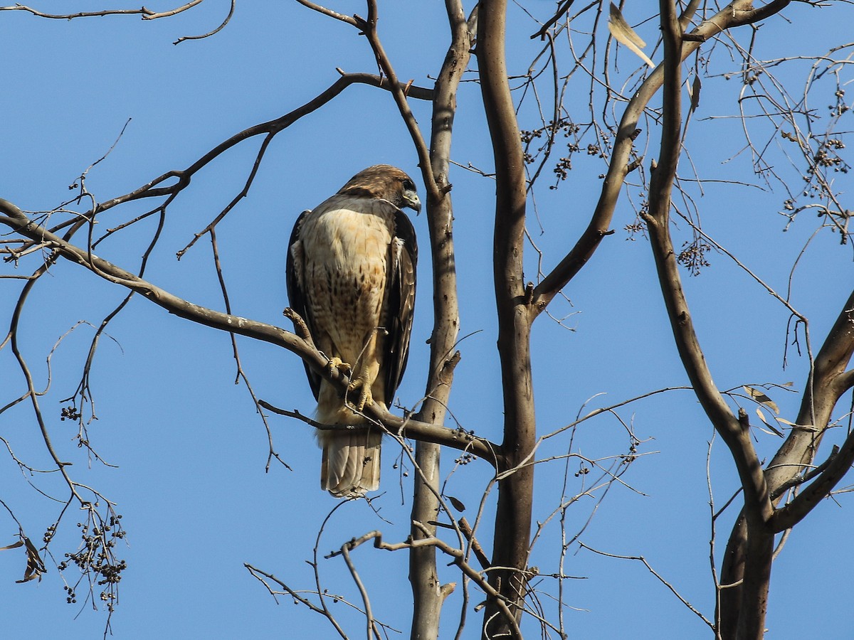 Red-tailed Hawk (calurus/alascensis) - Bruce Aird