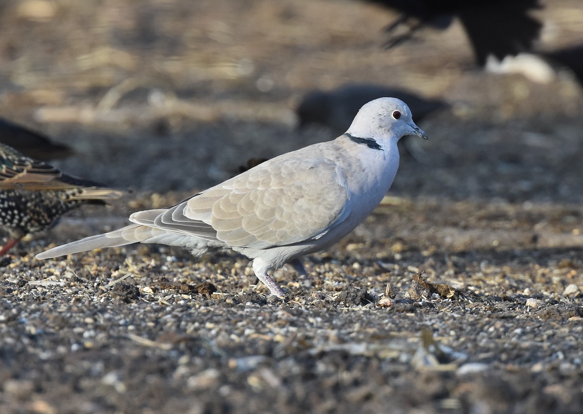 Eurasian Collared-Dove - ML77880771