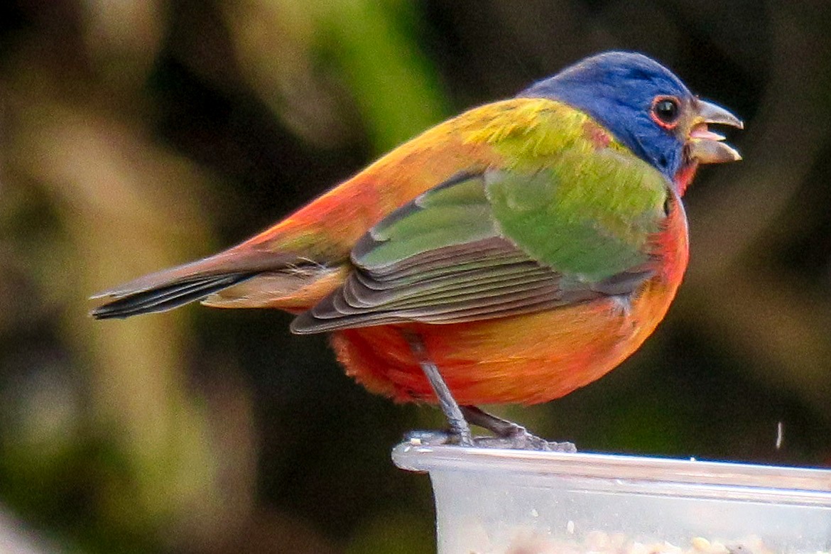 Painted Bunting - ML77881871