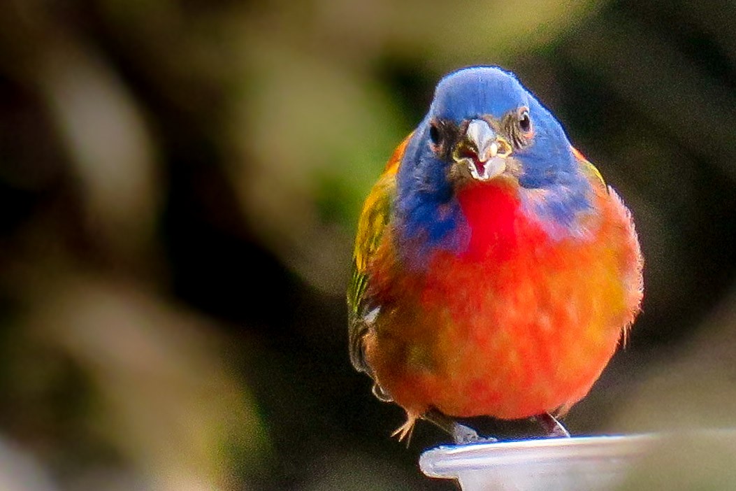 Painted Bunting - ML77881891