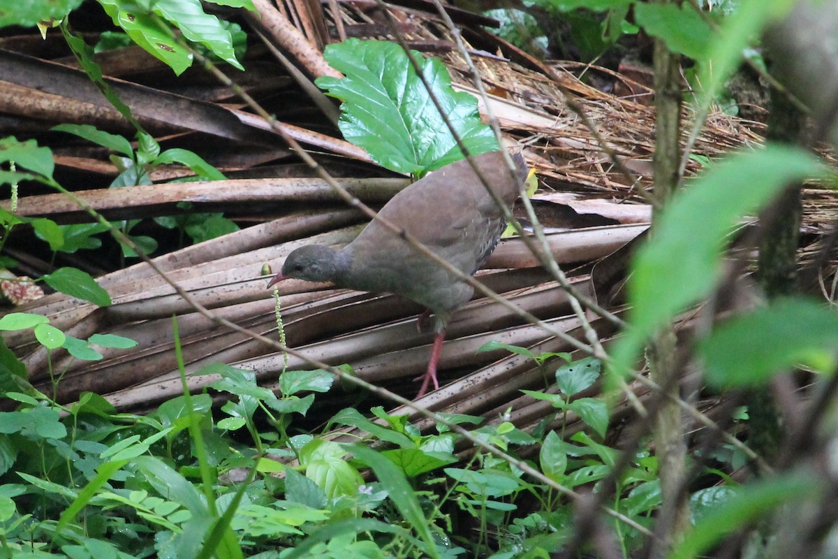 Small-billed Tinamou - Suzanne Vargas
