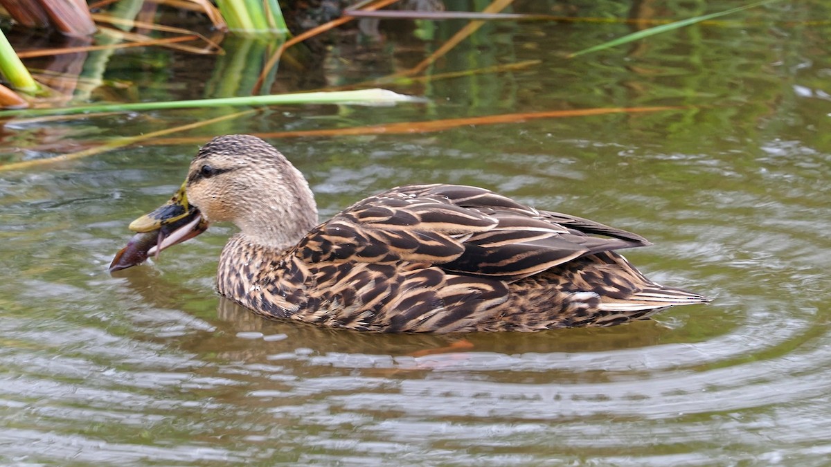 Mottled Duck - Dina Perry