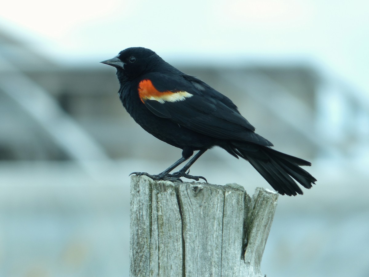 Red-winged Blackbird - Alain Sylvain