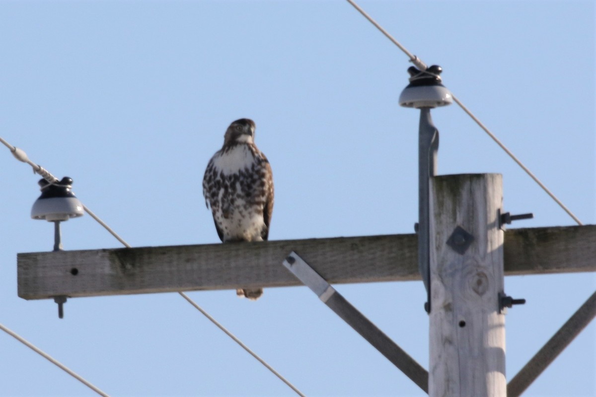 Red-tailed Hawk - ML77888221