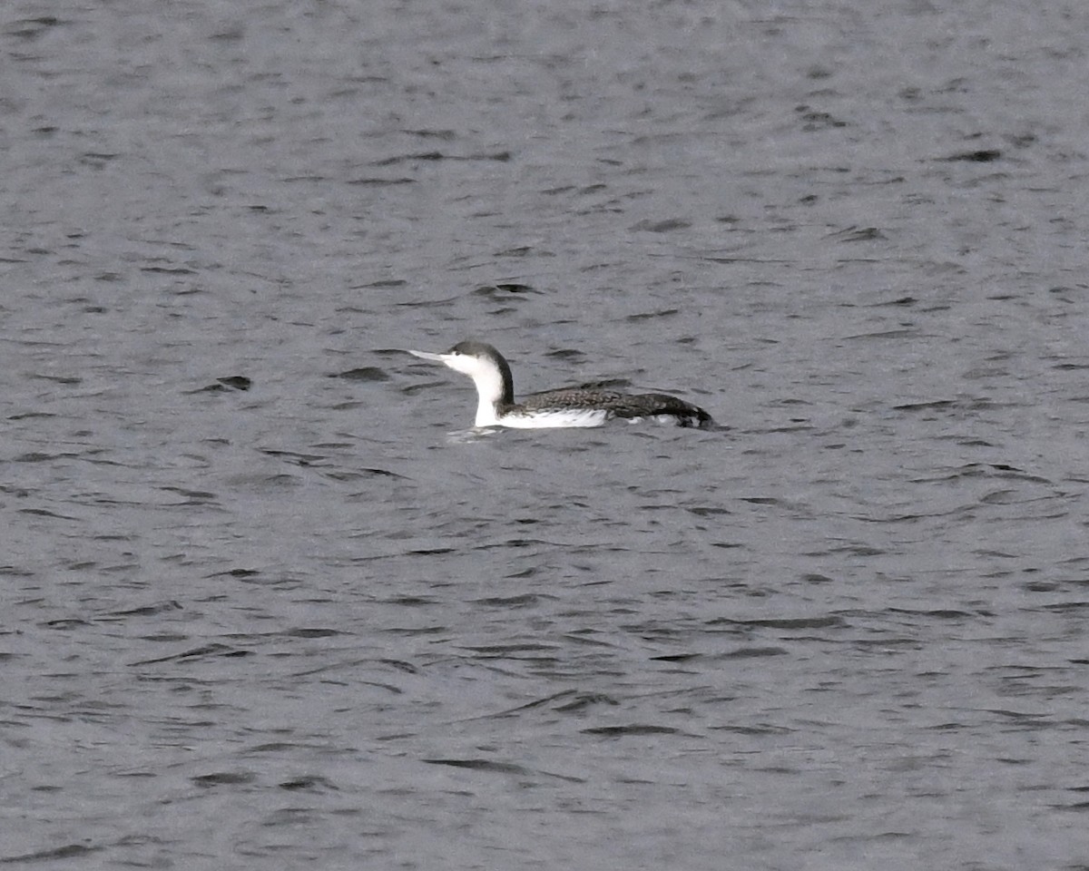 Red-throated Loon - Dorrie Holmes