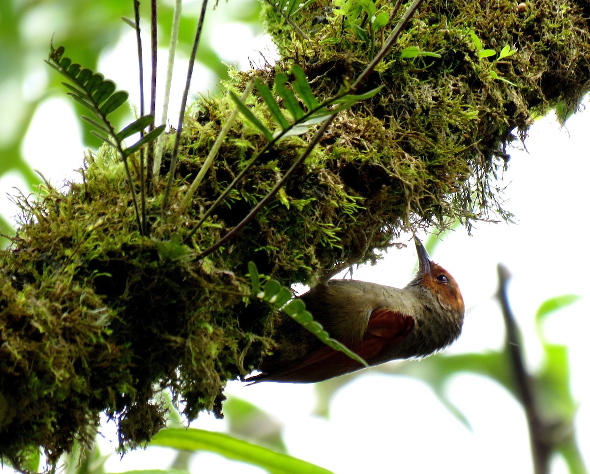 Red-faced Spinetail - ML77889411