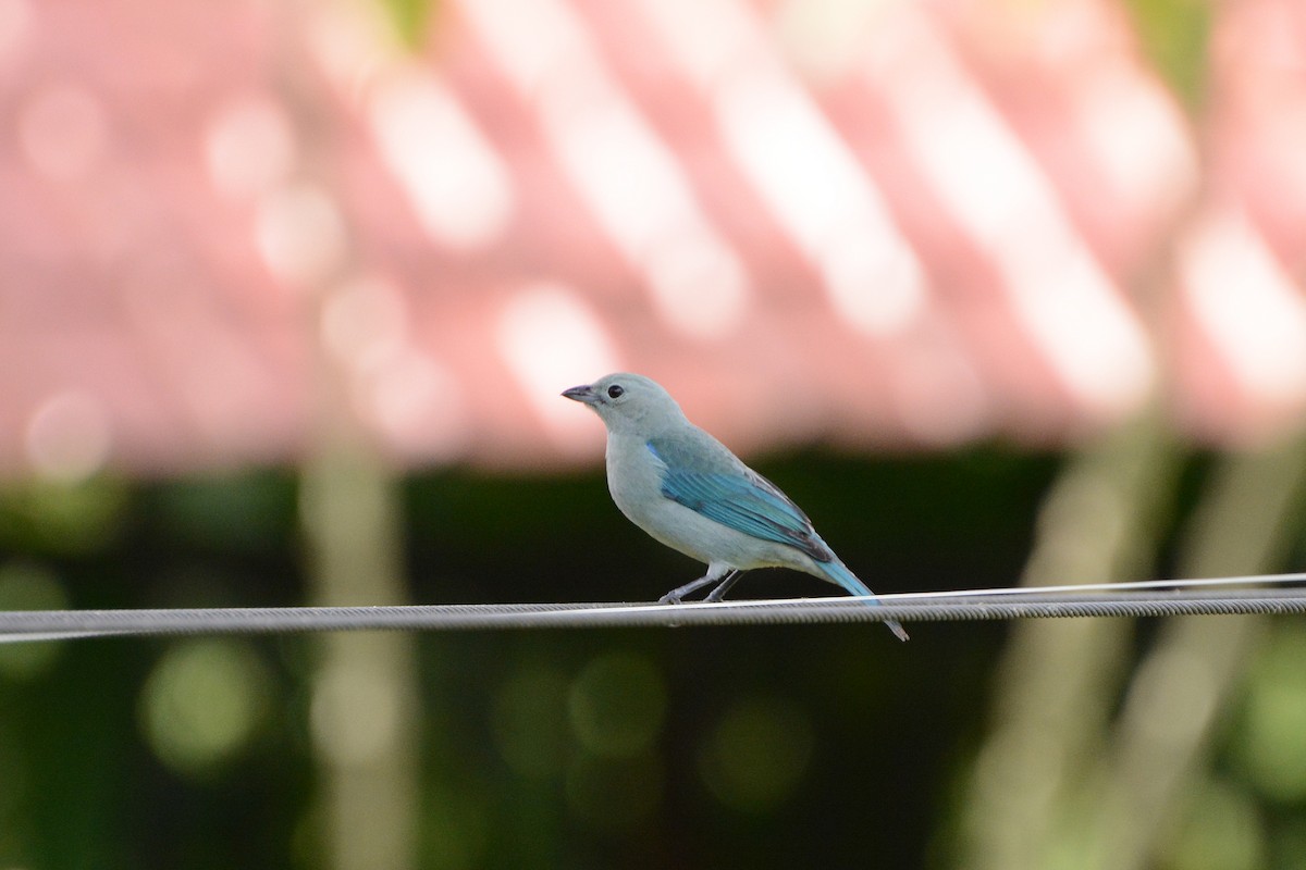 Blue-gray Tanager - ML77890581