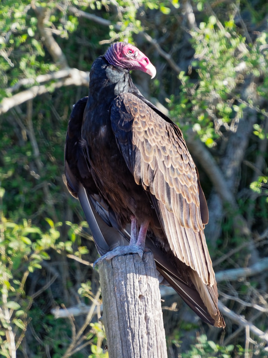 Turkey Vulture - Dina Perry