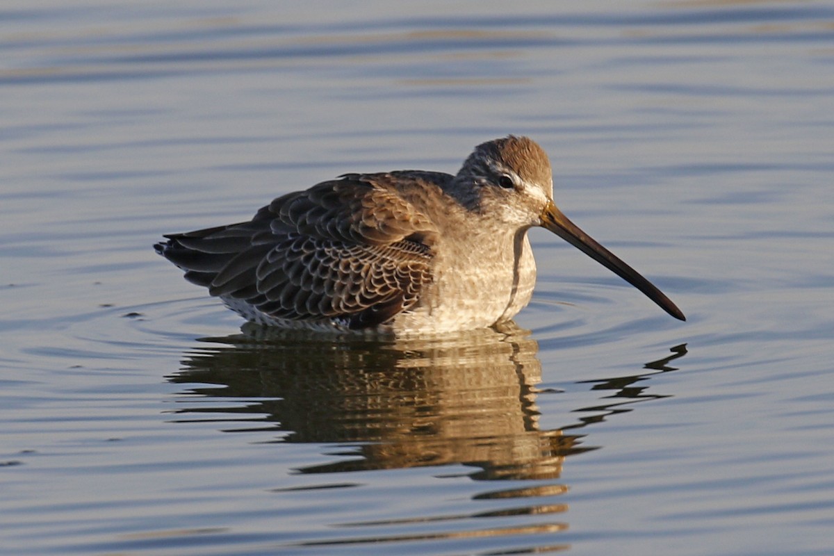 Long-billed Dowitcher - Donna Pomeroy