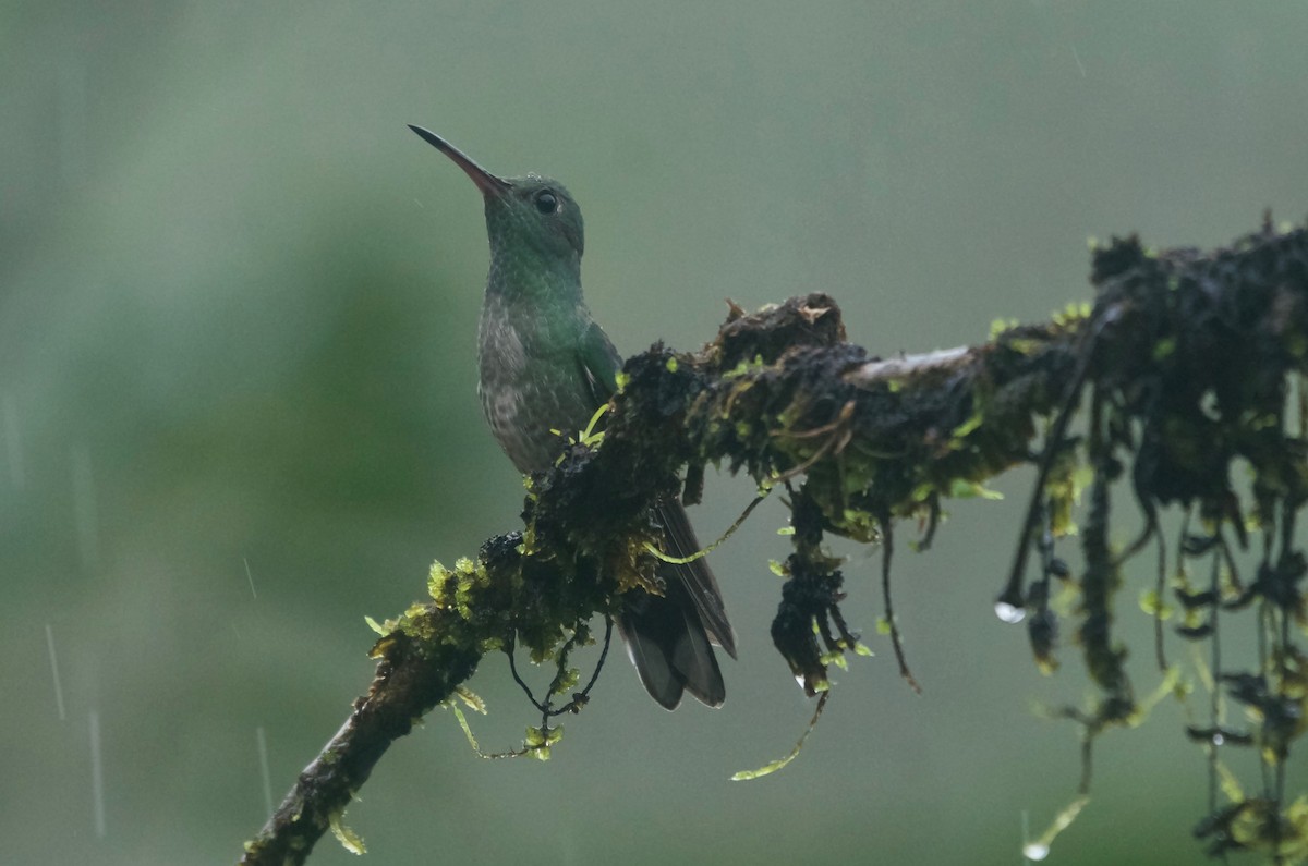 Scaly-breasted Hummingbird - Jan Cubilla