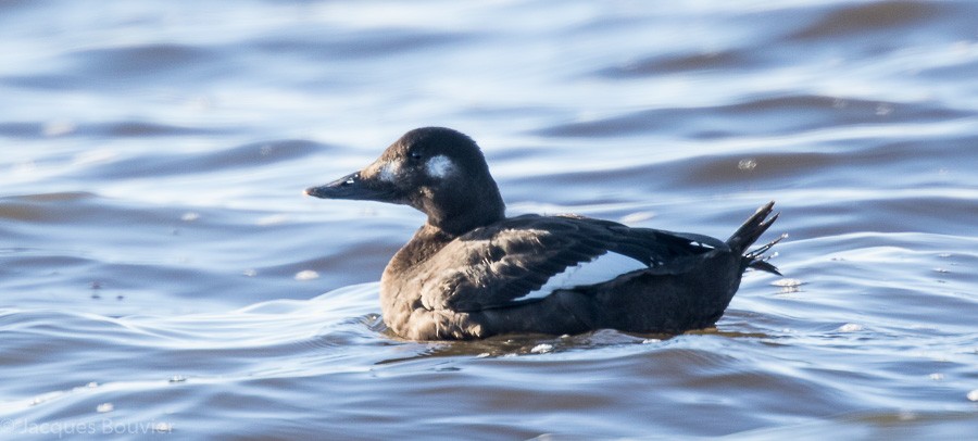 White-winged Scoter - Jacques Bouvier