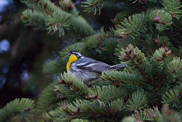 Yellow-throated Warbler - Richard MacDonald