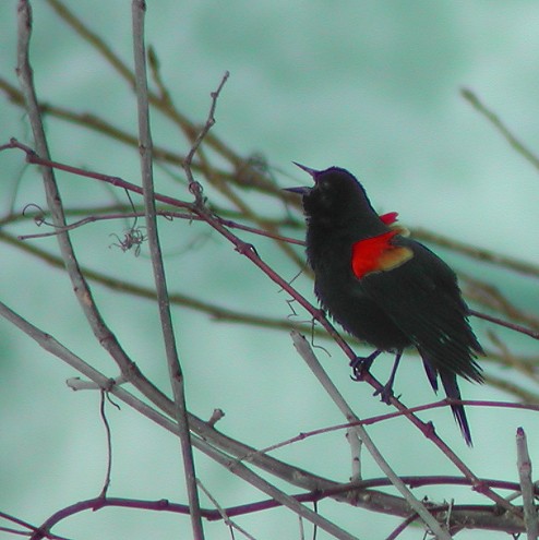 Red-winged Blackbird - Willie D'Anna