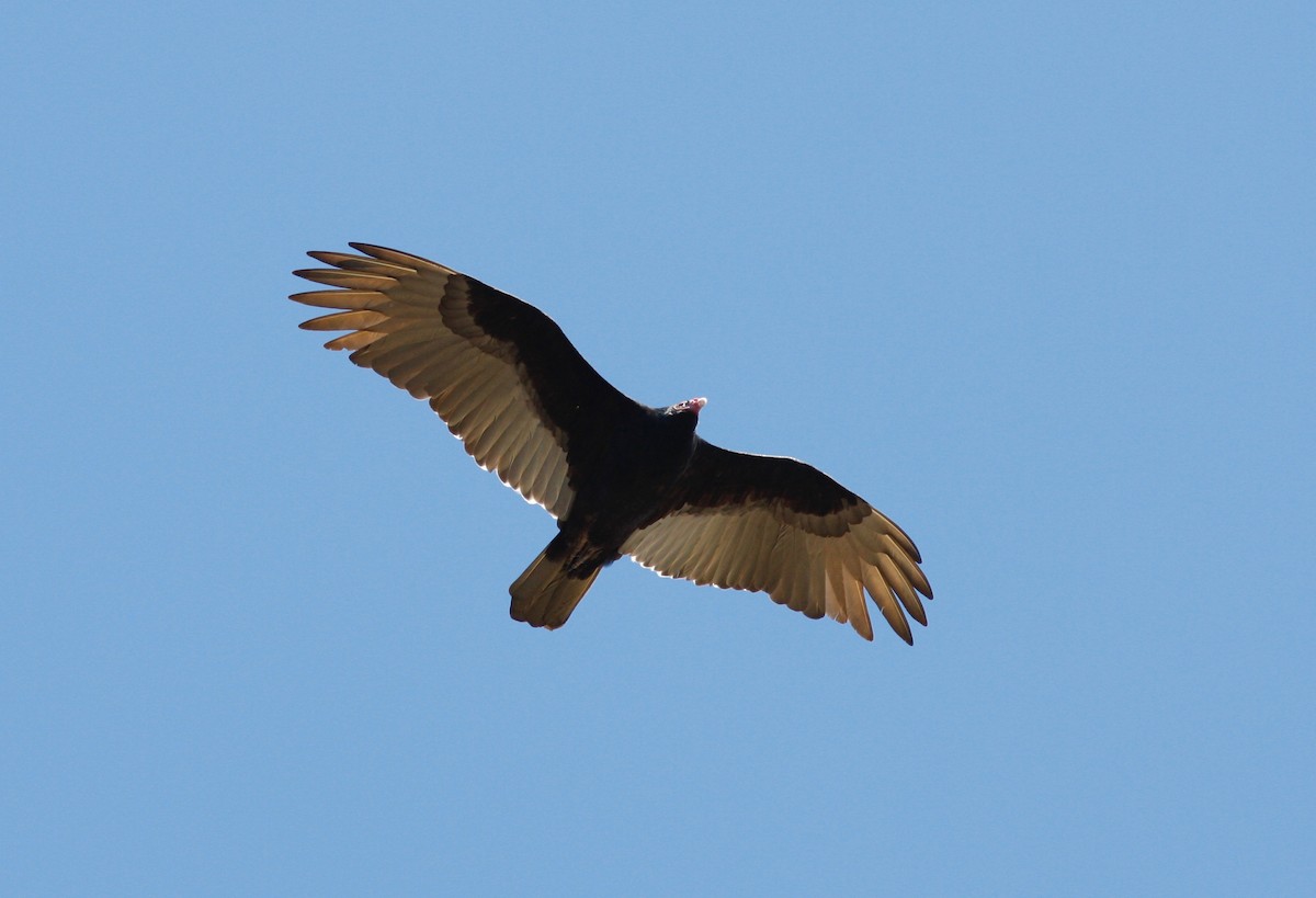Turkey Vulture - Andre Moncrieff