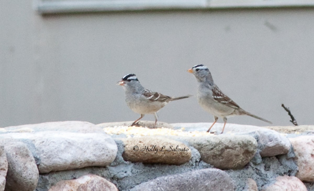 White-crowned Sparrow - Mark and Holly Salvato