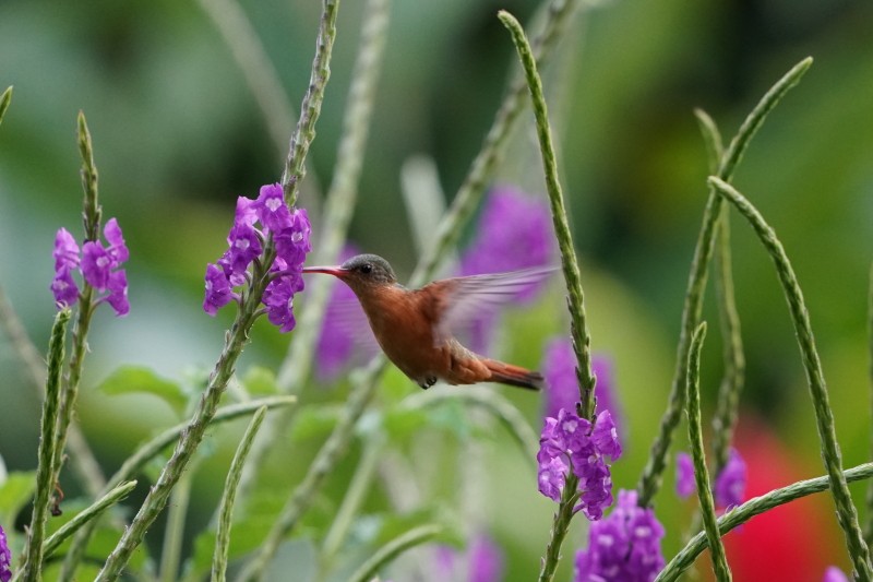 Cinnamon Hummingbird - Erich Hetzel