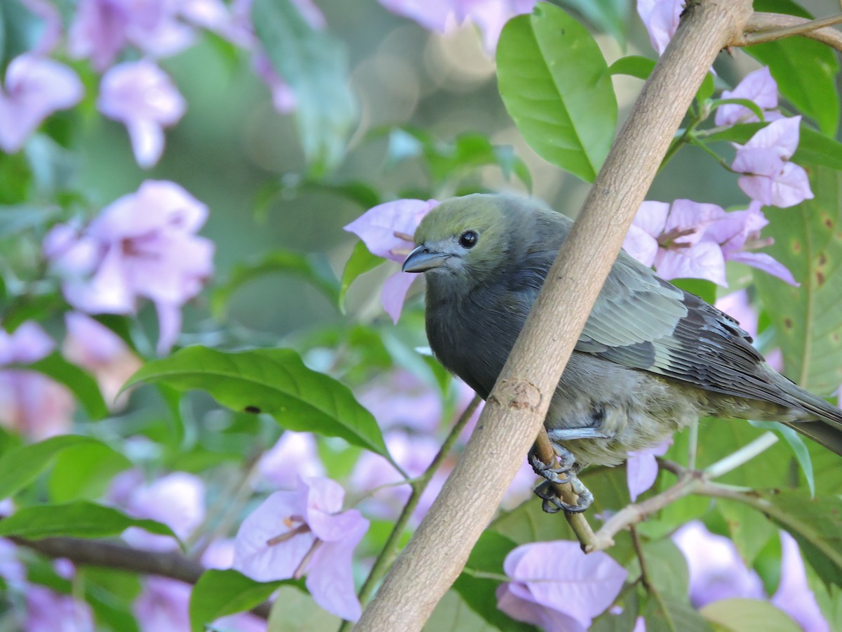 Palm Tanager - ML77913381