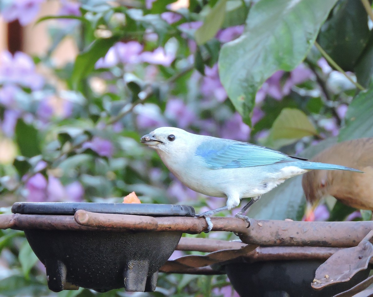 Blue-gray Tanager - ML77913431
