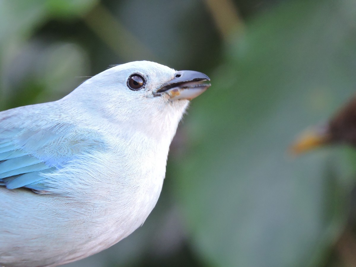 Blue-gray Tanager - ML77913441