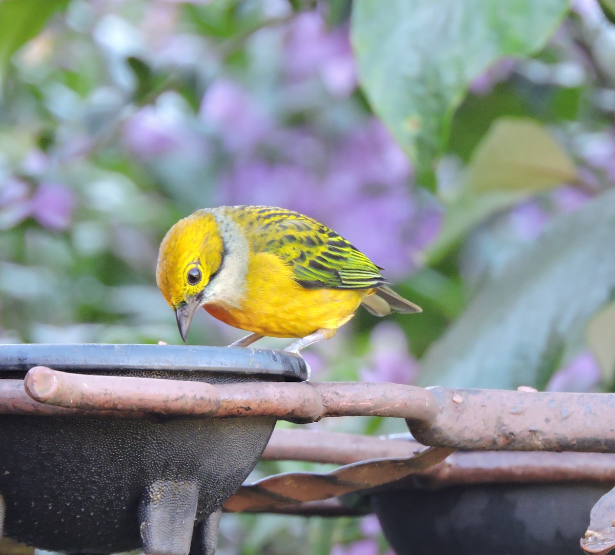 Silver-throated Tanager - ML77913461