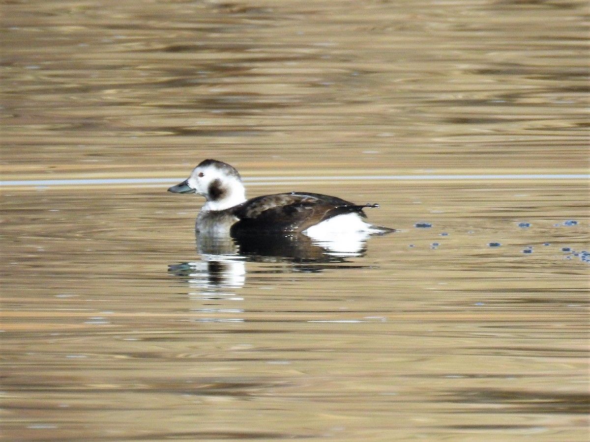 Long-tailed Duck - ML77915511