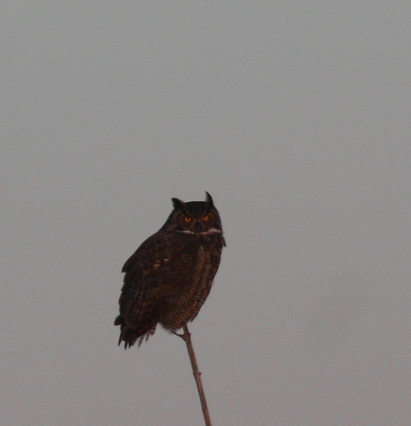 Great Horned Owl - ML77915861