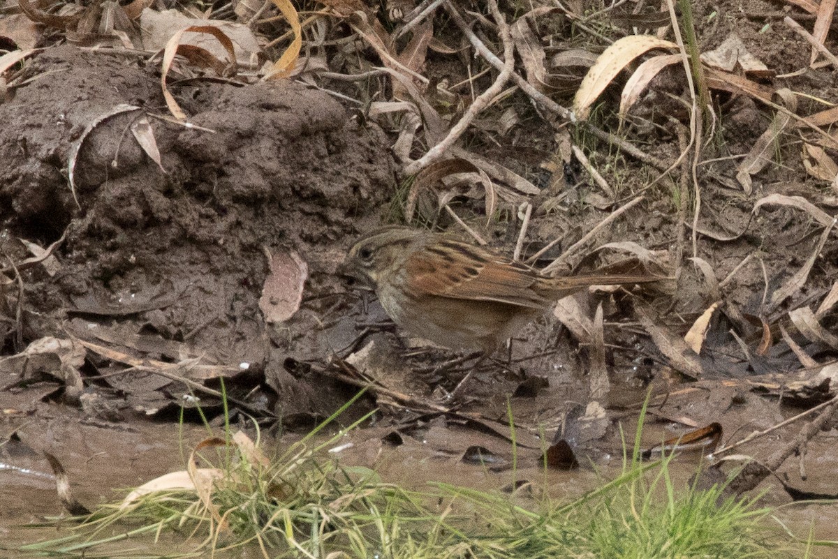 Swamp Sparrow - ML77916831