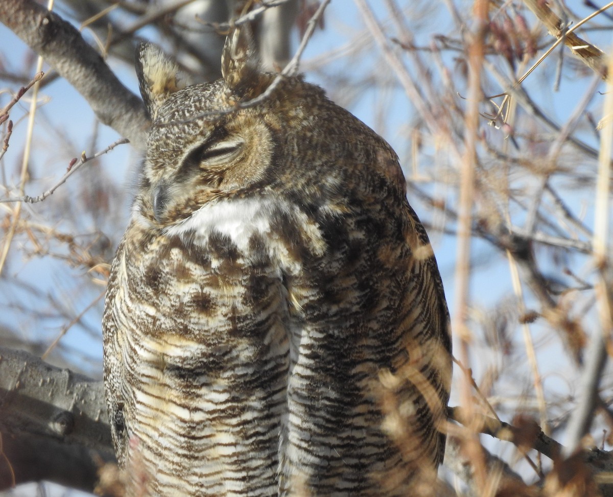 Great Horned Owl - ML77916891