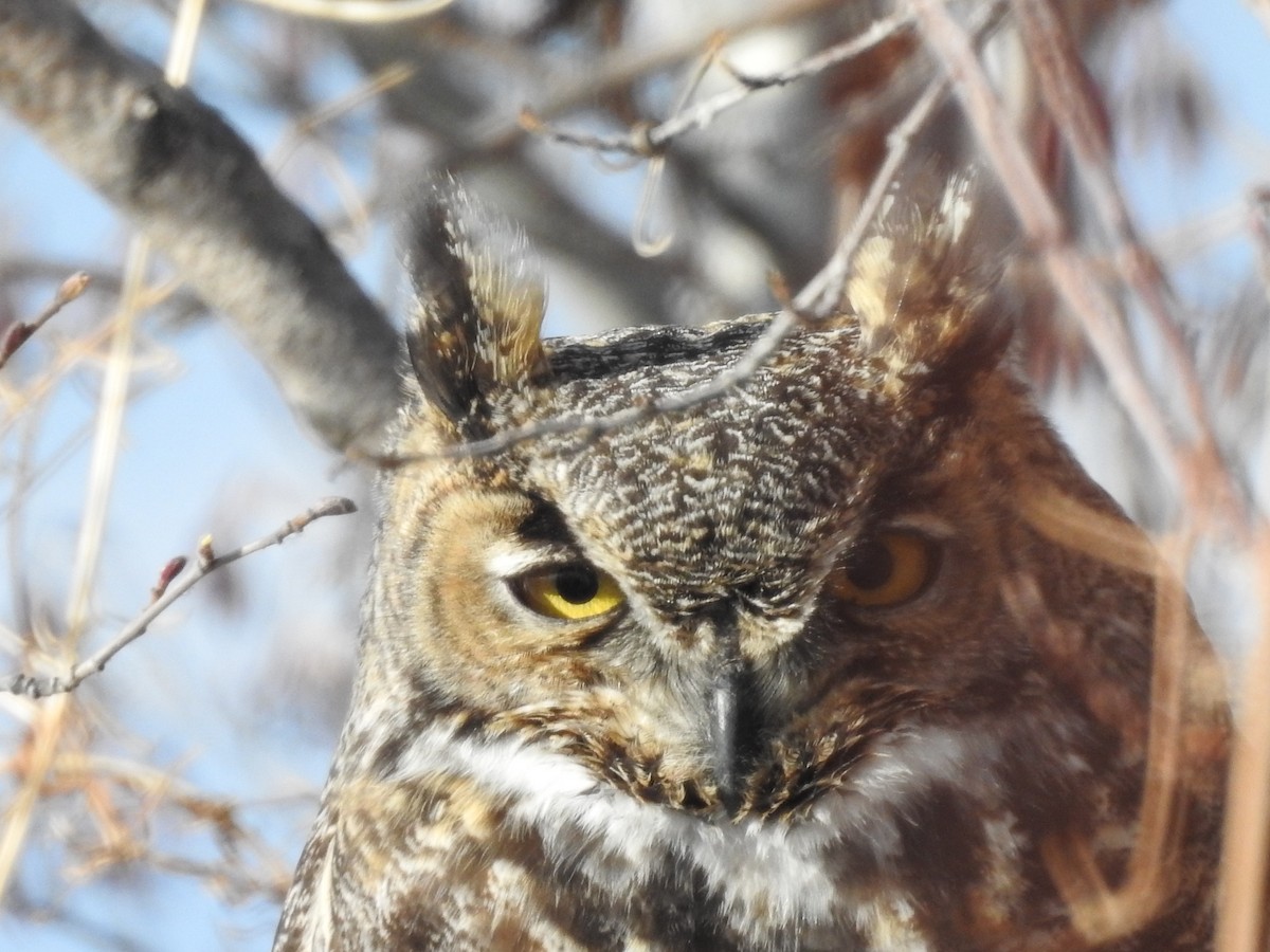 Great Horned Owl - ML77917201