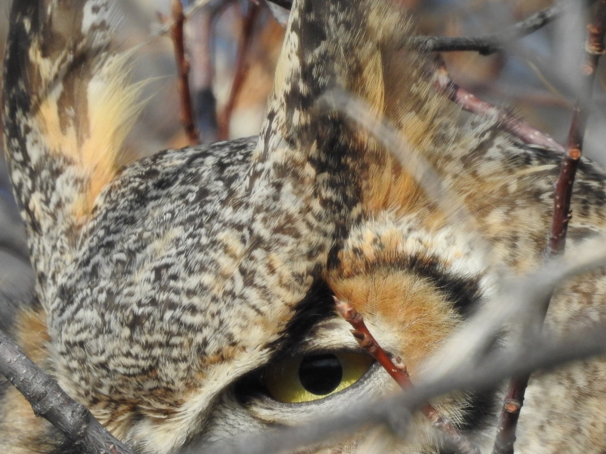 Great Horned Owl - ML77917311